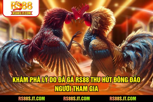 Khám phá lý do đá gà RS88 thu hút đông đảo người tham gia