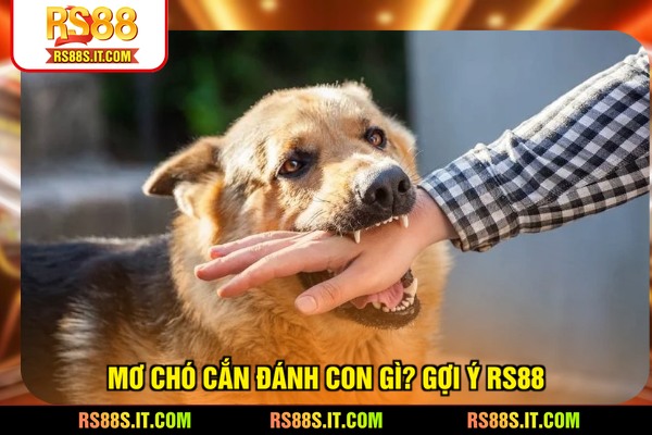 Mơ chó cắn đánh con gì? Gợi ý RS88