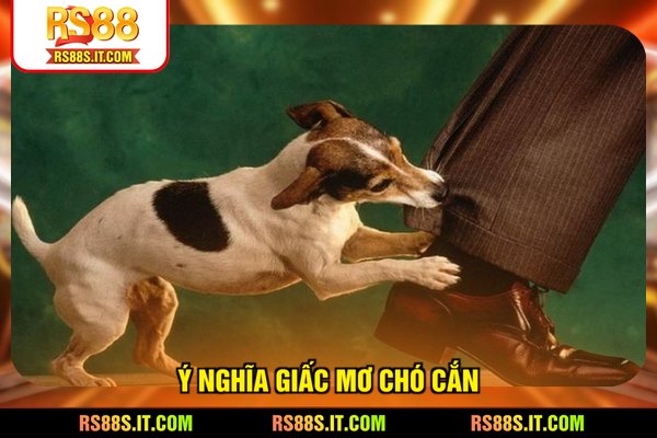 Ý nghĩa giấc mơ chó cắn đánh con gì?